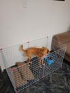 Cerca para cachorro de pequeno porte Cerca para cachorro de pequeno porte