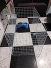 Cercado para cachorro de pequeno médio porte (lacre)