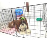 Cercado Pet Porquinho Da Índia Coelho Cachorro 120x40x40 Cercado Pet Porquinho Da Índia Coelho Cachorro 120x40x40