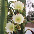 Cereus jamacaru - Sementes