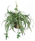 Cesta suspensa de aranha quase natural para plantas artificiais verde