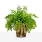 Cesta Vaso Cachepot Planta Samambaia Verde Silicone Realista
