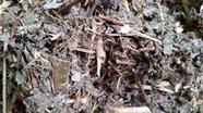 Chá de Cipó Prata (Banisteria argyrophylla) 100g