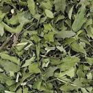 Chá de Espinheira-Santa (Maytenus ilicifolia) 100g - Produto Natural Chá de Espinheira-Santa (Maytenus ilicifolia) 100g - Produto Natural
