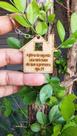 Chaveiro casa MDF 50 unidades, decoração, lebrançinhas