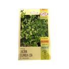 Chicória Escarola Lisa - 2.40gr de Sementes Chicória Escarola Lisa - 2.40gr de Sementes