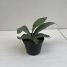 Chifre-de-veado-limonei (platycerium veitchii lemoinei) Chifre-de-veado-limonei (platycerium veitchii lemoinei)