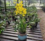 Chuva de Ouro - Oncidium Aloha - Orquídea Adultas com Bulbos