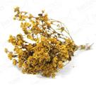 Chuvisco Flor Desidratada Buque Flores Secas