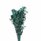 Chuvisco Verde Flor Desidratada Buque Flores Secas