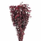Chuvisco Vermelho Flor Desidratada Buque Flores Secas
