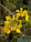 Cipó Ouro - Diplopterys lutea - Trepadeira Rara para Jardins