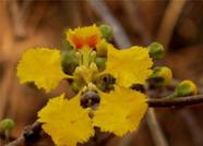 Cipó Ouro - Diplopterys lutea - Trepadeira Rara para Jardins