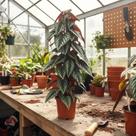 Cissus Discolor - Planta Trepadeira Exótica com Folhas Variegadas