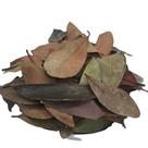 Cissus sicyoides 500Gr