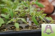 Clip Enxertia - Pacote 1.000 unid. Italia