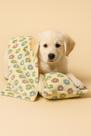 Cobertor Cachorro amarelo Soft Com travesseiro
