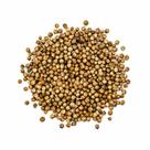 Coentro Em Grão - PREMIUM - 50 GR. -