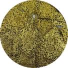 Colagem Filigrana Quadrado Dourado 31mm Metálico 15pçs 33g Colagem Filigrana Quadrado Dourado 31mm Metálico 15pçs 33g