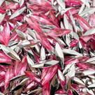 Colagem Navete Strass Rosa 4x15mm Transparente 1000pçs 80g