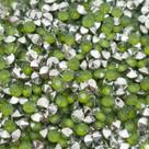 Colagem Redondo Strass Acrílico Verde Transparente 3mm 1000pçs 10g