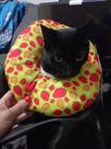 Colar cirúrgico confortável Elisabetano almofada para gato e cachorro P
