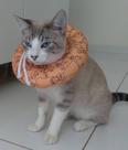 Colar Cone Elizabetano Macio Ajustável - Gatos E Cães