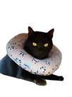 Colar De Recuperação Elizabetano Ajustável Cães E Gatos