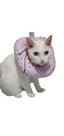 Colar Elizabetano Conforto Em Tecido caes e gatos gato pets
