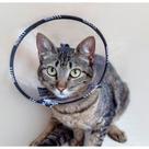Colar Elizabetano Nina Pet para Gatos - Tamanho 0