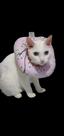 Colar Protetor Cirúrgico Elizabetano Para Gatos Colar Protetor Cirúrgico Elizabetano Para Gatos
