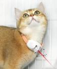 Coleira laser para gatos AZUL
