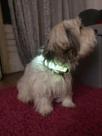 Coleira LED Coleira LED