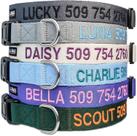 Coleira para cães GoTags personalizada em nylon bordado personalizado