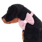 Coleira Pet Com Laço Elegante Pata Chic P M G