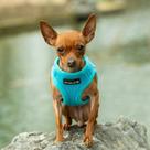 Colete de arnês Mr. Peanut's PupTrek para cães e gatos pequenos (M, azul)