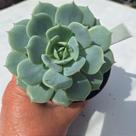 Columela - Muda de Suculenta Compacta em Vaso 09