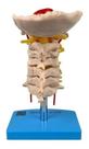 Coluna Vertebral Cervical Anatômico Tamanho Real Com Base Coluna Vertebral Cervical Anatômico Tamanho Real Com Base