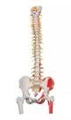 Coluna Vertebral Com Cabeças De Pelve, Fêmur E Músculos