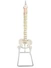 Coluna Vertebral Flexível Pelve parte Fêmur Esqueleto Coluna Vertebral Flexível Pelve parte Fêmur Esqueleto