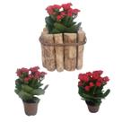 Combo Flor Da Fortuna Kalanchoe Kalandiva Suculenta Com Cachepot De Madeira Rustico Cafe