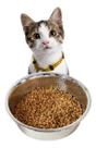 Comedor Pequeno 450ml Para Gatos Sache Ração Pets Em Inox
