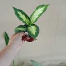 Comigo-ninguém-pode (dieffenbachia camila)