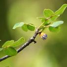 Commiphora leptophloeos (Imburana de Espinho) - Sementes
