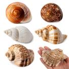 Conchas de caranguejo eremita WedoSoy 5 peças de concha marinha natural de 7 a 10 cm