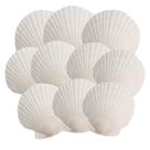 Conchas de Vieira OTNBGSR para Casa 10 Unidades, 1013 cm, Brancas