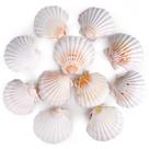 Conchas de vieira PPCLION Natural White 10-11,5 cm 8 peças