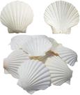 Conchas de vieira SEAJIAYI 6 peças brancas naturais 10-13 cm