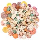 Conchas marinhas mistas Fangoo 680g, mais de 130 peças de decoração artesanal