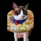 Cone Colar Elizabetano Para Gatos Pós Cirurgico Envio Rapido Cone Colar Elizabetano Para Gatos Pós Cirurgico Envio Rapido